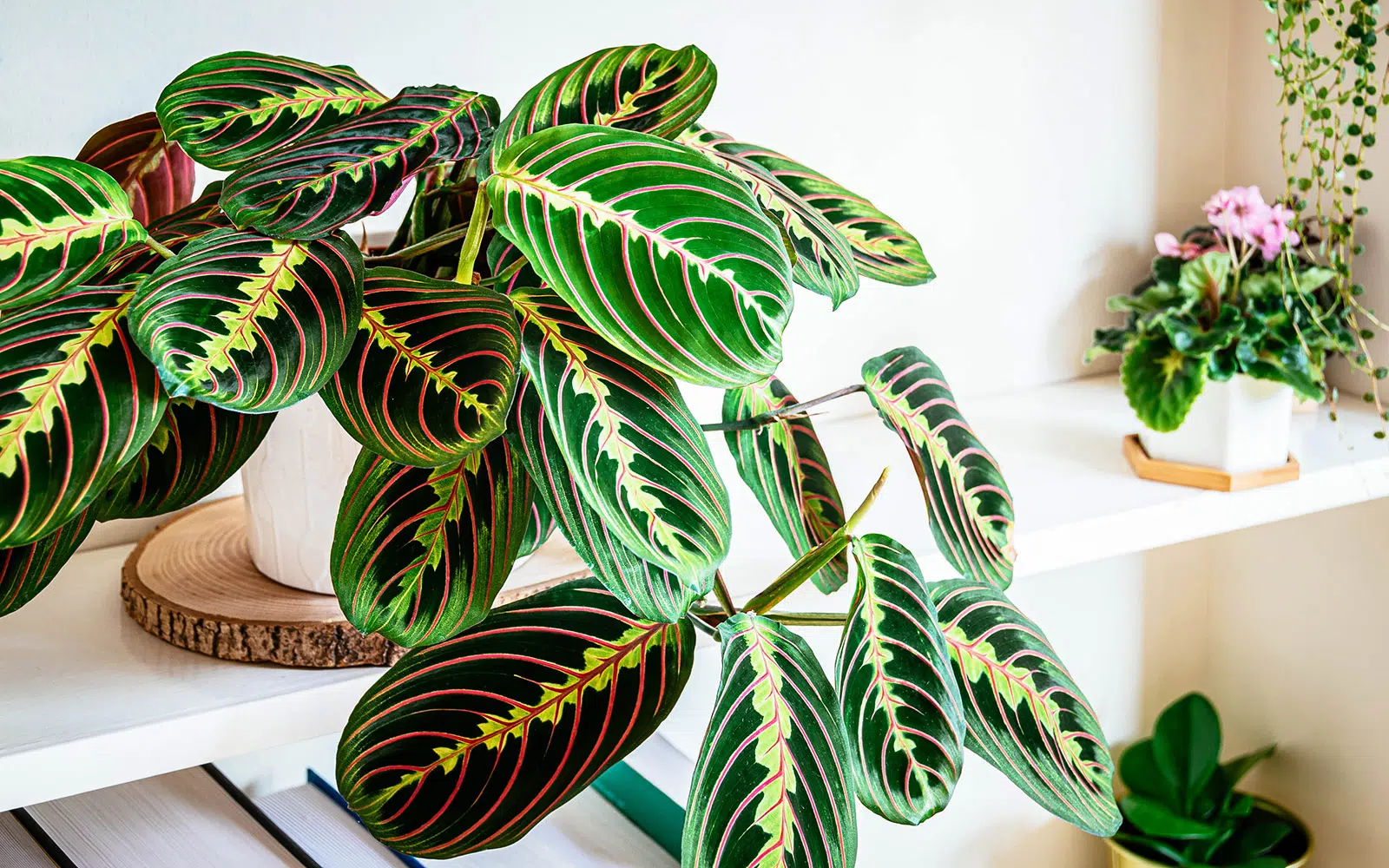 Prayer Plant: A Guide to Growing Your Own Prayer Plant
